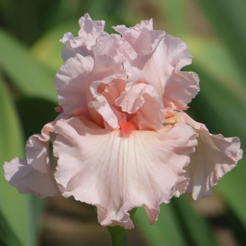 Alpenglow Bearded Iris Collection - Image 7