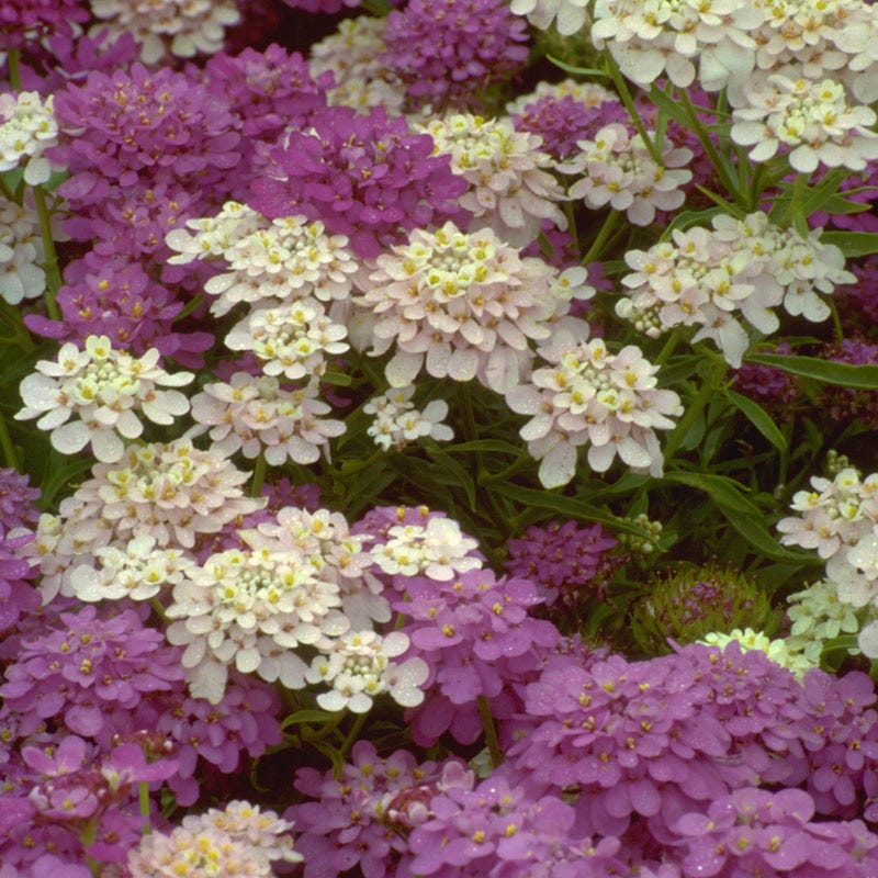 Beneficial Bug Wildflower Seed Mix - Image 7