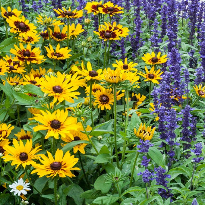 Deer Resistant Wildflower Seed Mix - Image 3