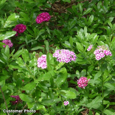 Sweet William Seeds (Dianthus) - Image 6