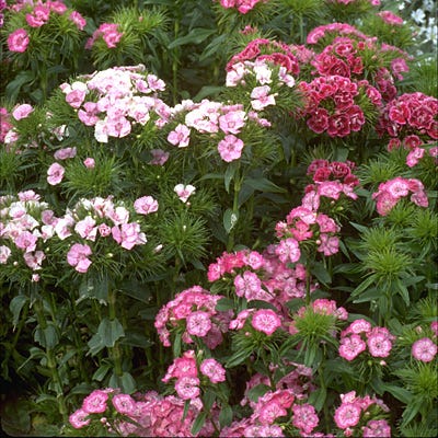 Sweet William Seeds (Dianthus) - Image 7