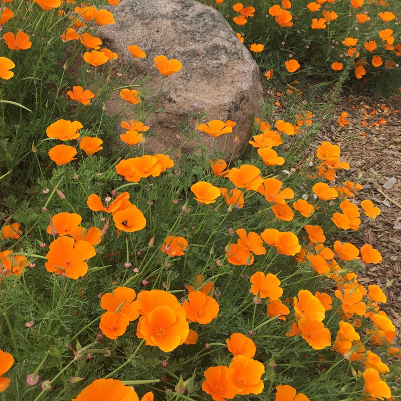 California Poppy Seeds (Eschscholzia) - Image 2