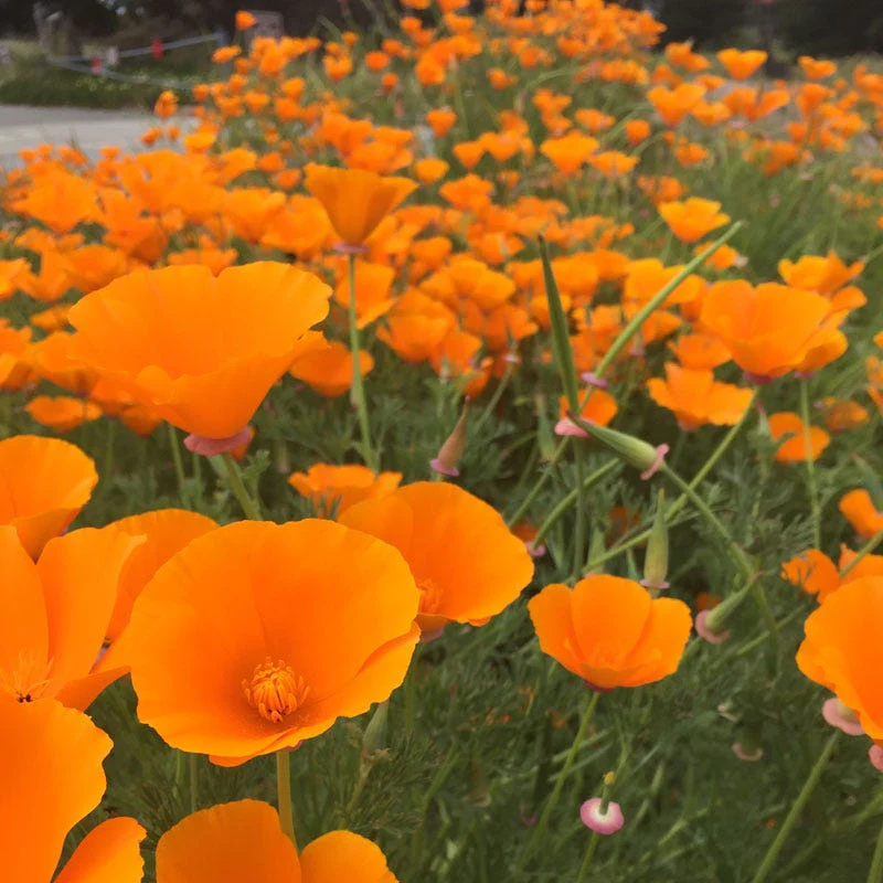 California Poppy Seeds (Eschscholzia) - Image 3