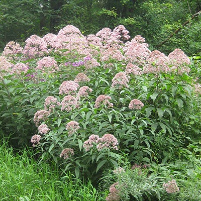 Joe Pye Weed Seeds - Image 3