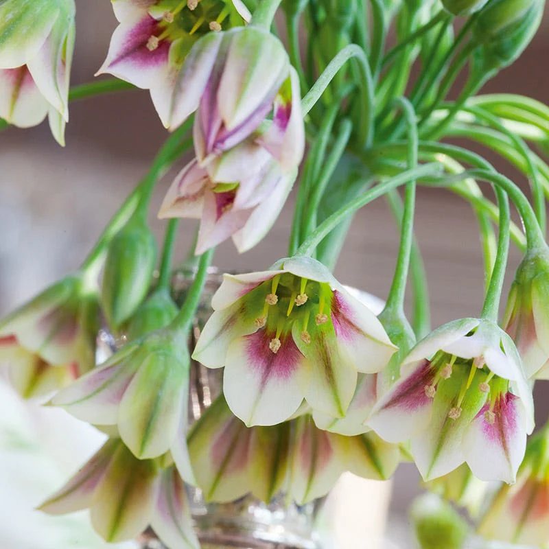 Mediterranean Bells - Image 4