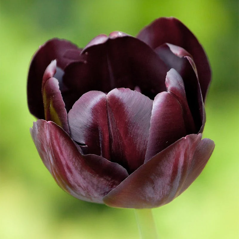 Queen Of The Night Single Late Tulip - Image 2