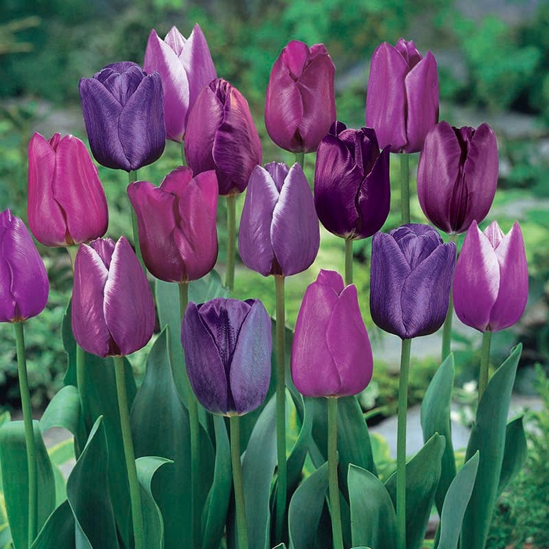 Blue Moon Triumph Tulip Mix - Image 4