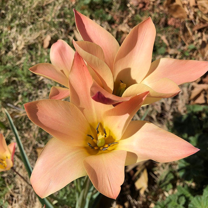 Bronze Charm Wildflower Tulip - Image 3