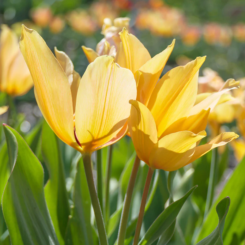 Shogun Wildflower Tulip - Image 2