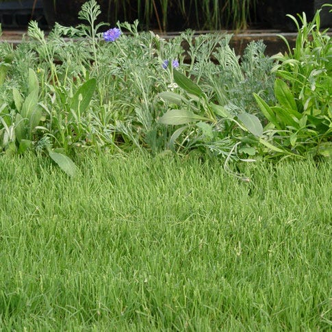 UC Verde® Buffalo Grass Plugs - Image 3