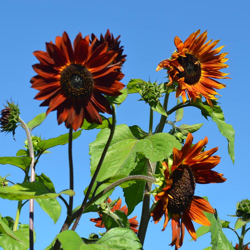 Sunflower Seeds (Helianthus) - Image 2