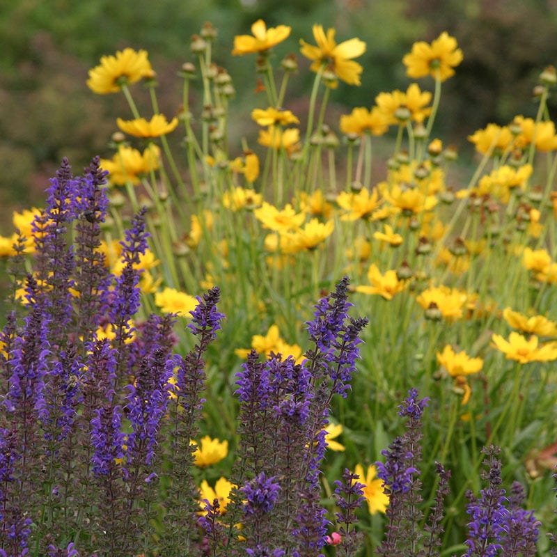 High Country Meadow Native Wildflower Seed Mix - Image 3