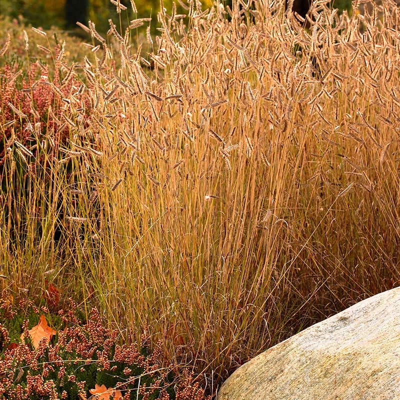 Little Prairie Native Wildflower Seed Mix - Image 5
