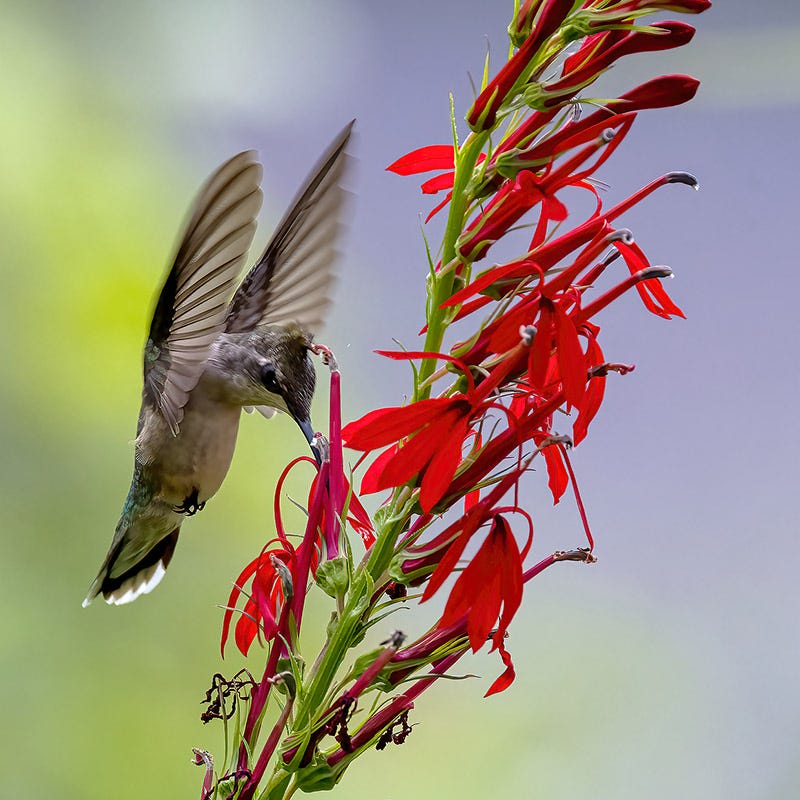 Cardinal Flower Seeds (Lobelia) - Image 2
