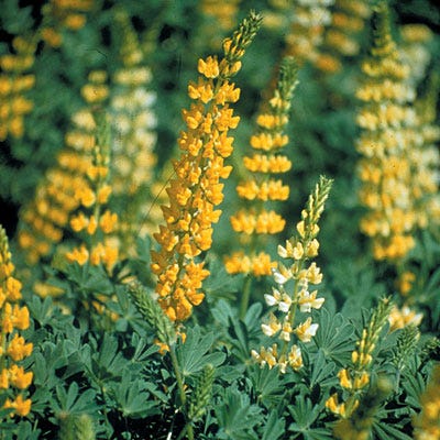 Golden Lupine Seeds - Image 2