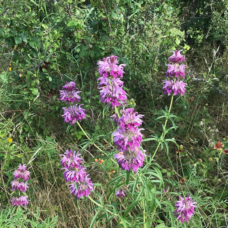 Native Partial Shade Wildflower Seed Mix - Image 10