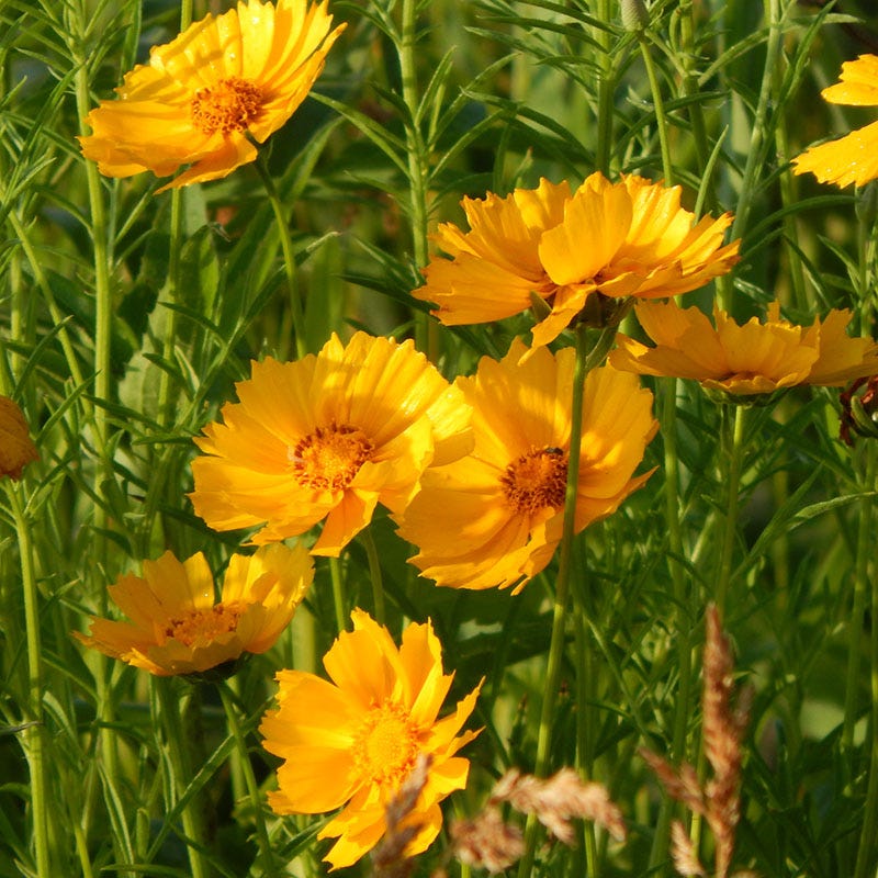 Native Partial Shade Wildflower Seed Mix - Image 6
