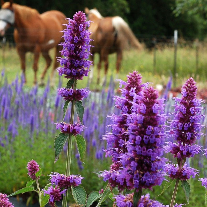 Agastache Collection - Image 4