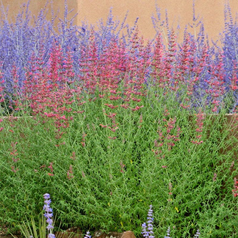 Desert Sunrise® Agastache - Image 2