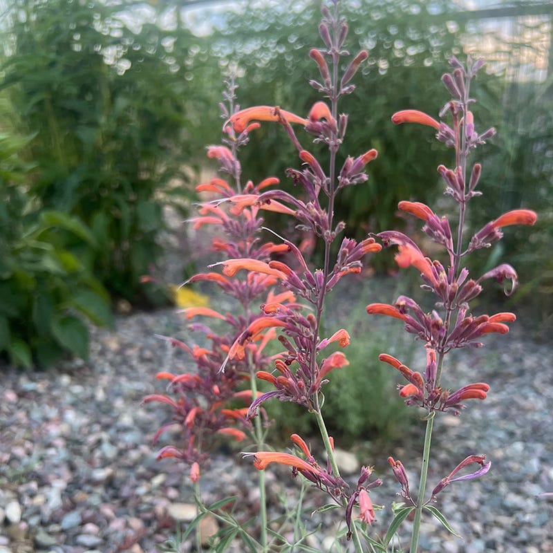 FlowerKisser® Silver Inferno Agastache - Image 8