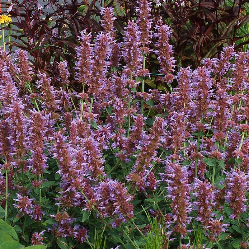Kudos™ Silver Blue Agastache - Image 4