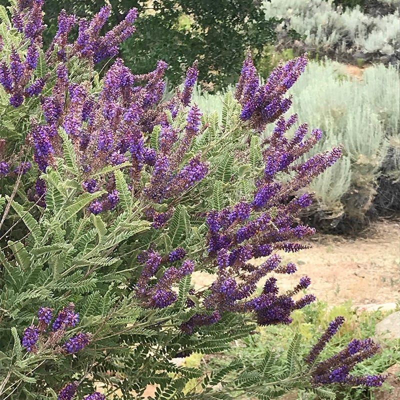 Leadplant (Amorpha) - Image 3