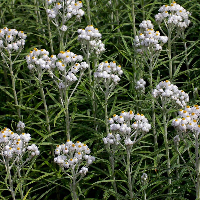 New Snow Pearly Everlasting (Anaphalis) - Image 3