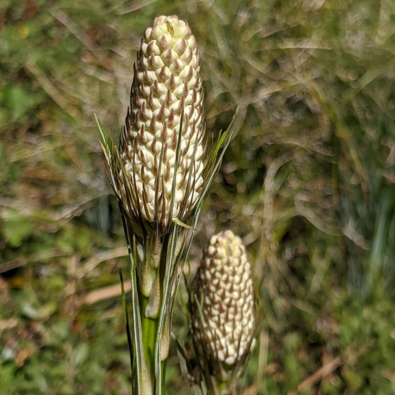 Bear Grass - Image 3