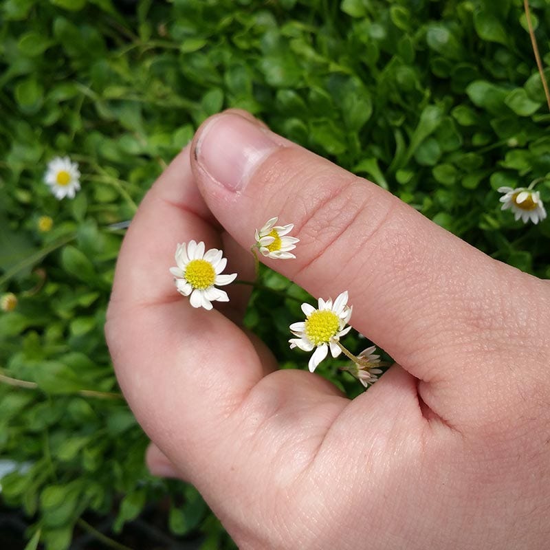 Miniature Mat Daisy (Bellium) - Image 3