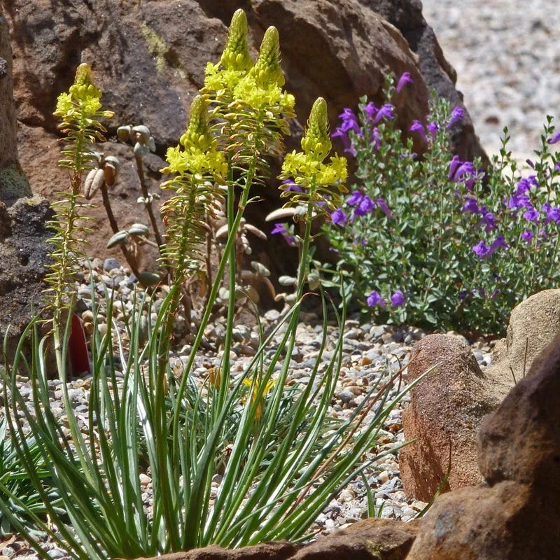 Bushy Bulbine - Image 2