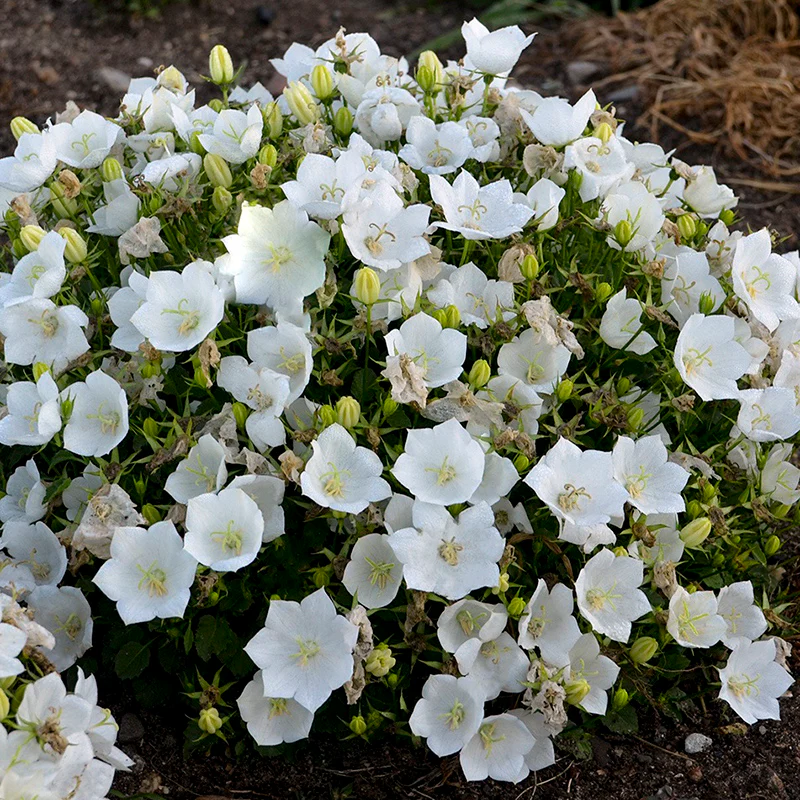 Rapido White Bellflower (Campanula) - Image 2