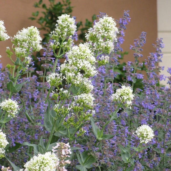 Rosy Trio Valerian Collection (Centranthus) - Image 3