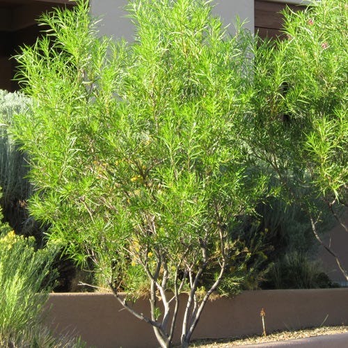 Hope Desert Willow - Image 2