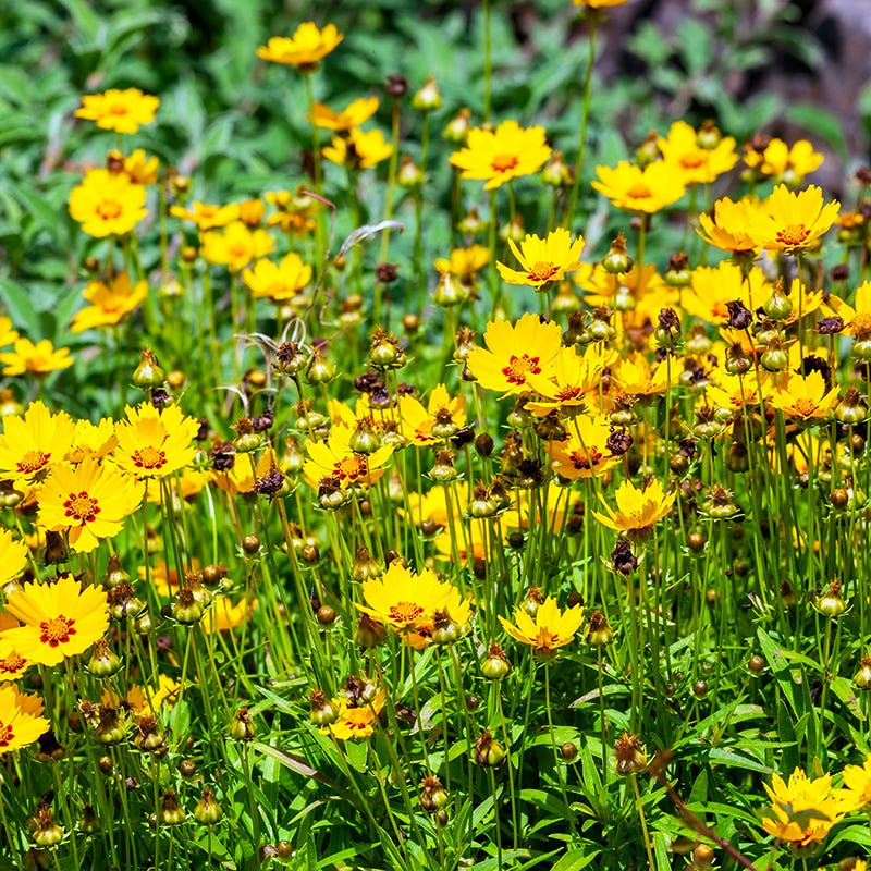 Sterntaler Coreopsis - Image 3
