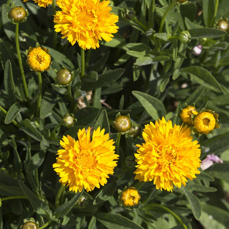 Sunray Coreopsis - Image 5