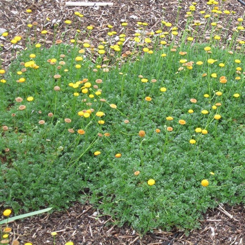 Creeping Gold Buttons (Cotula) - Image 4