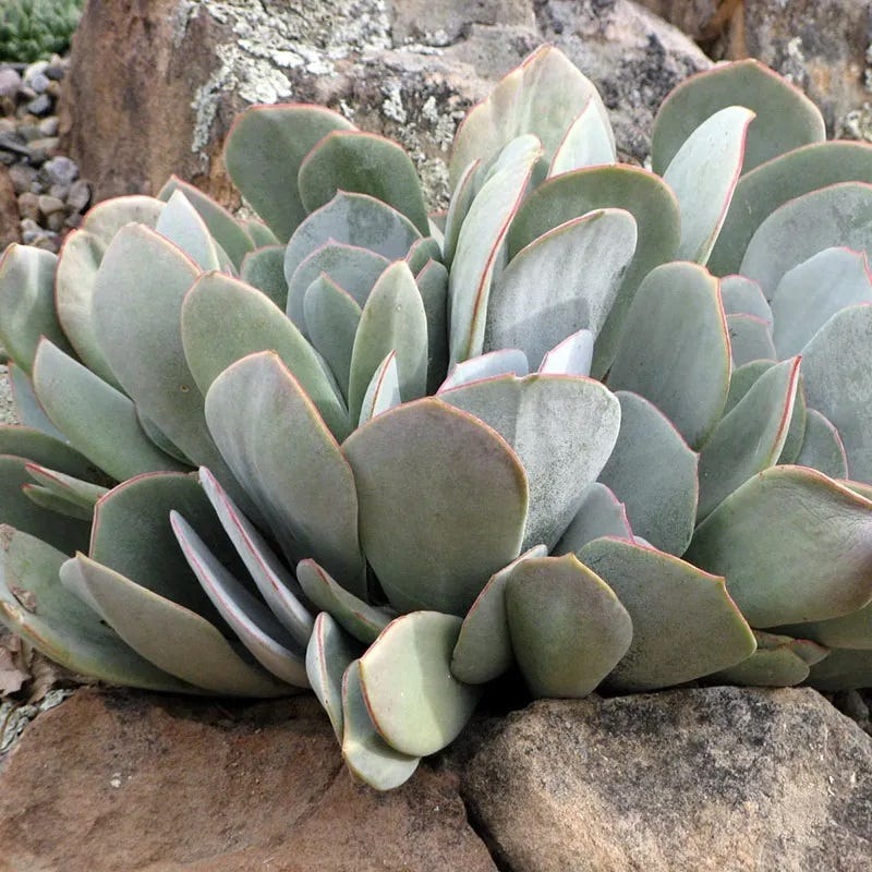 Red Edged Pig's Ear (Cotyledon) - Image 3