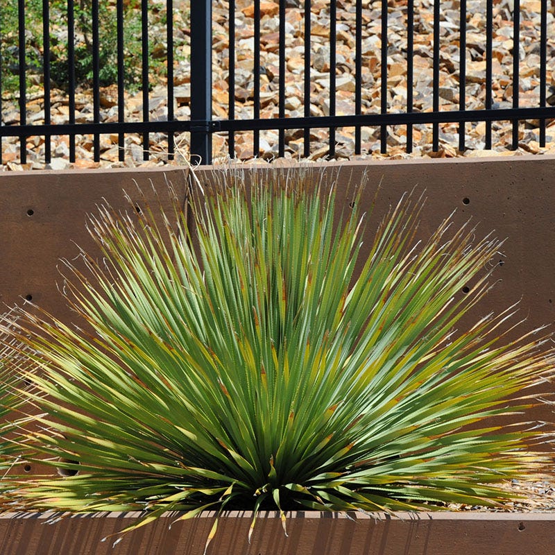 Common Sotol (Dasylirion) - Image 2