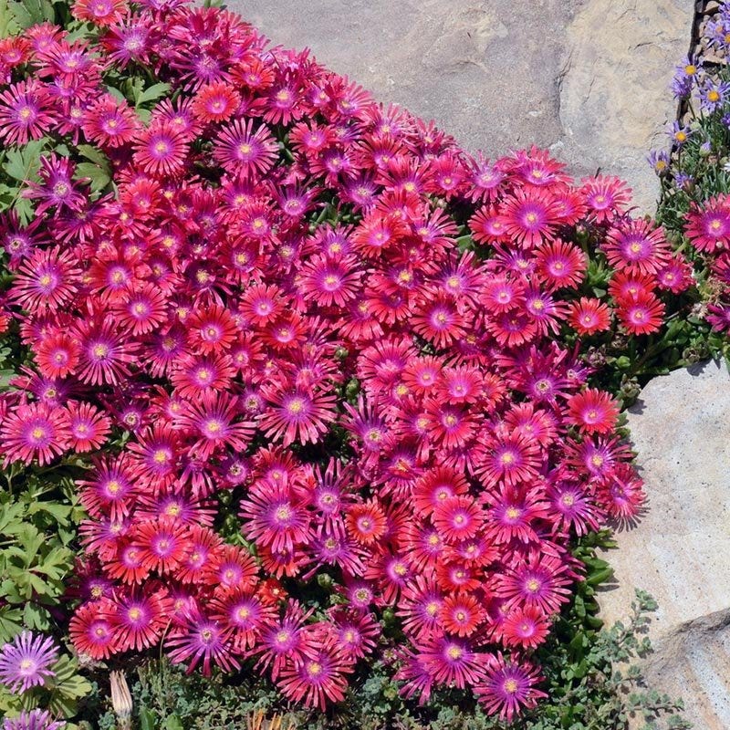 Granita® Raspberry Ice Plant - Image 5