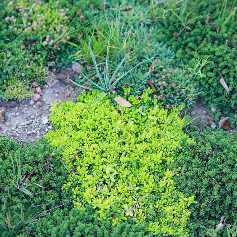 Hardy Yellow Ice Plant - Image 4