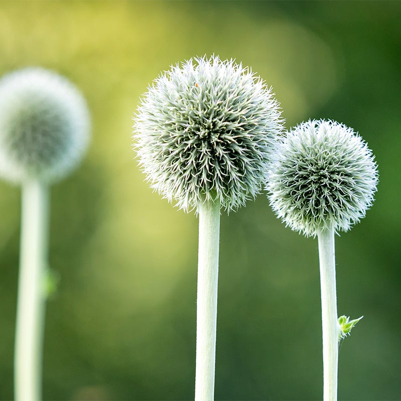 Star Frost Echinops - Image 2