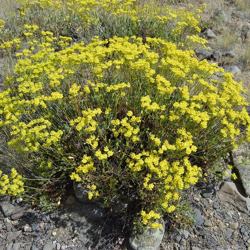 Giant Sulphur Buckwheat - Image 2