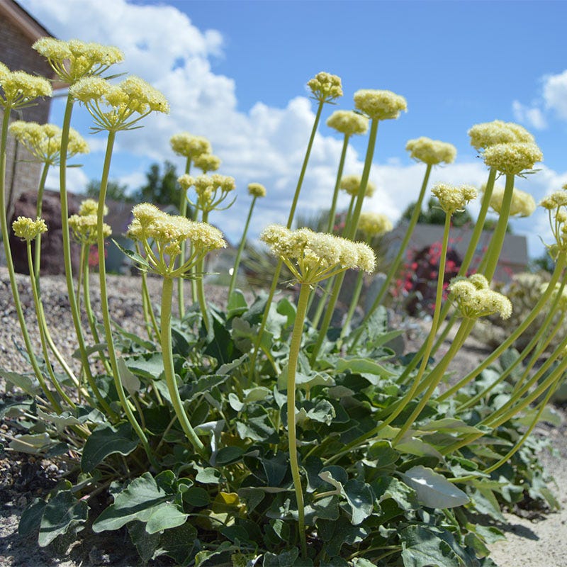 Sulphur Buckwheat Collection - Image 4