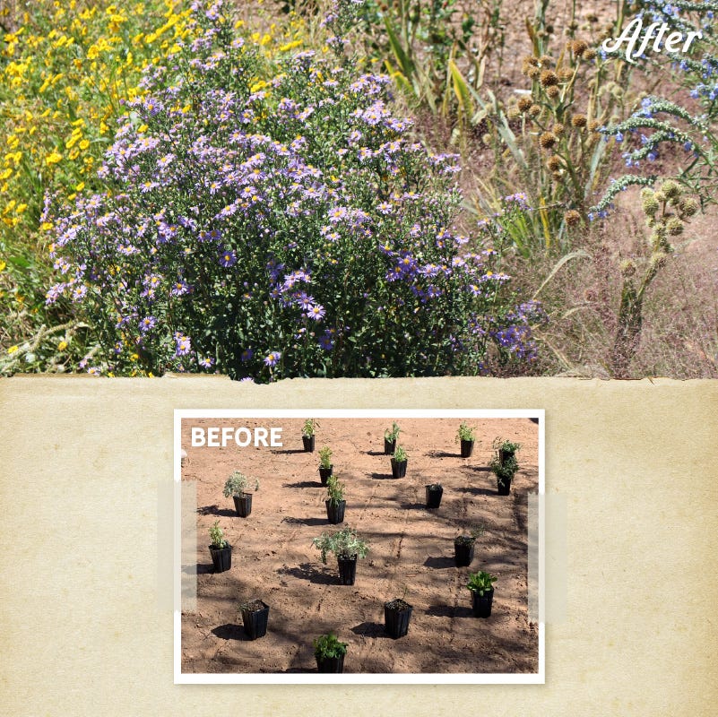 Fall Finale Pollinator Pre-Planned Garden - Image 3