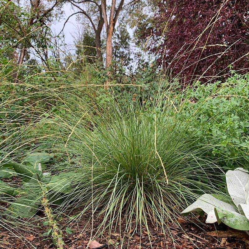 Atlas Fescue Grass - Image 2