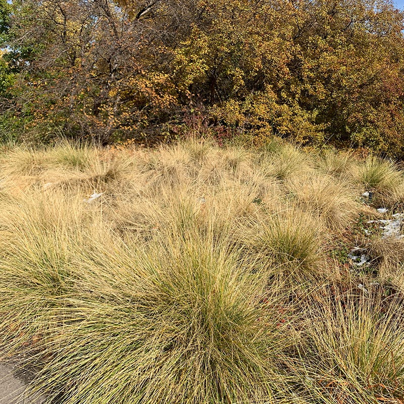 Atlas Fescue Grass - Image 3
