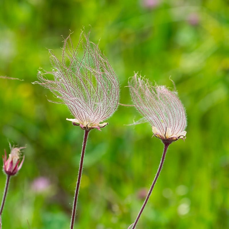 Prairie Smoke (Geum) - Image 5
