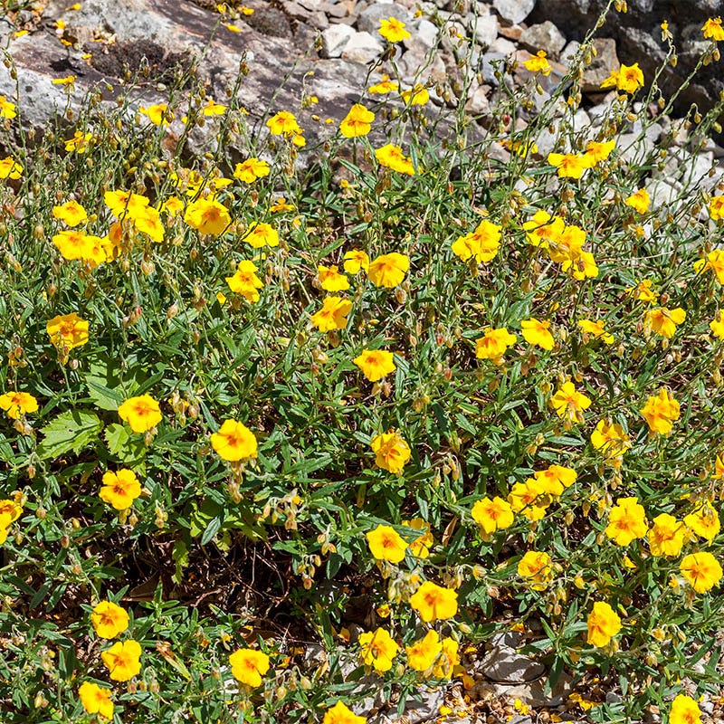 Ben Fhada Rock Rose (Helianthemum) - Image 2