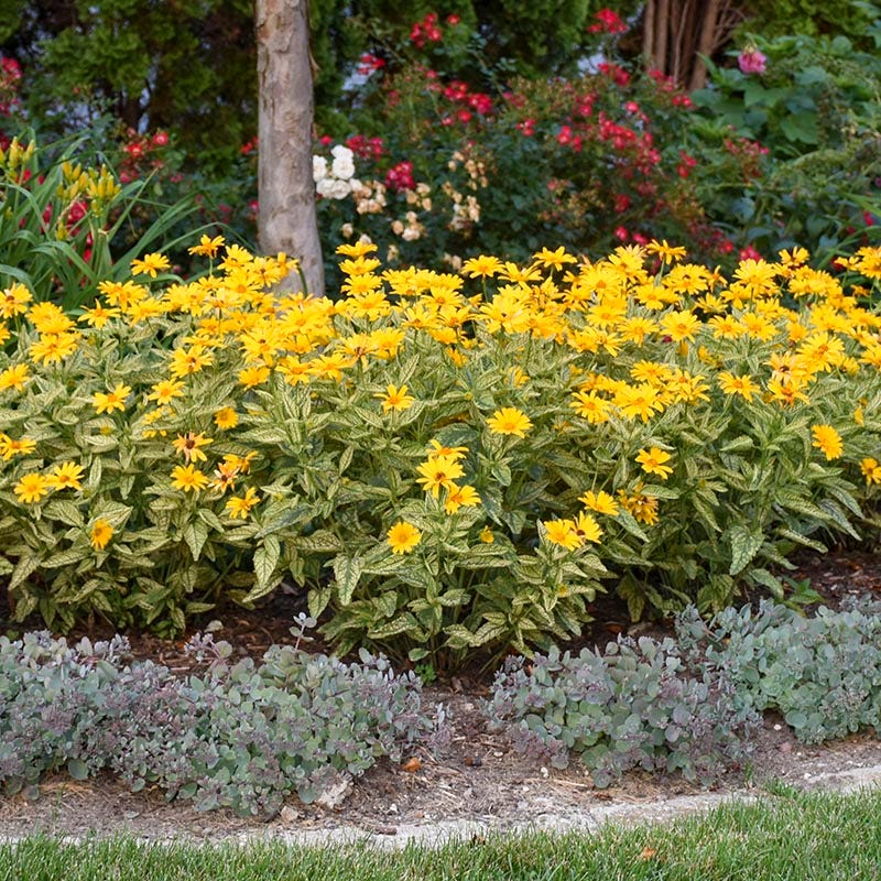 Sunstruck Heliopsis - Image 3