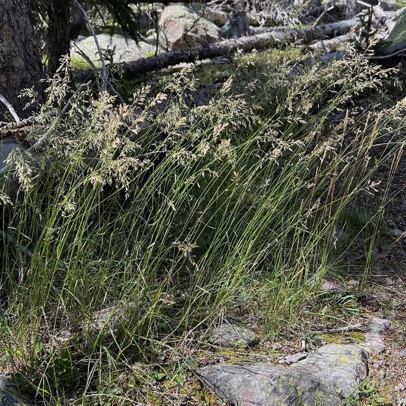 Sweetgrass - Image 4